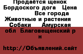 Продаётся щенок Бордоского дога › Цена ­ 37 000 - Все города Животные и растения » Собаки   . Амурская обл.,Благовещенский р-н